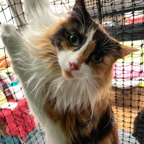 Elisa ** 2nd Chance Cat Rescue**