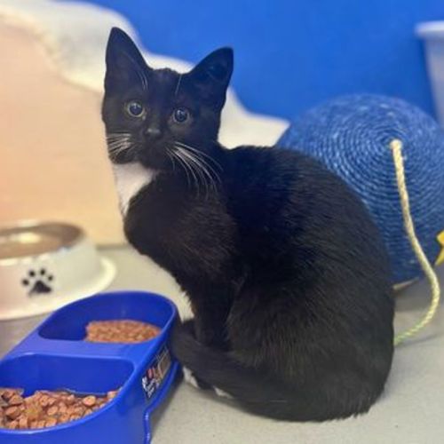 Salem