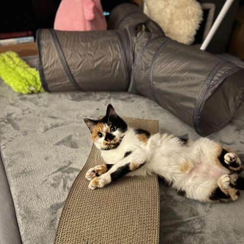 Sophie