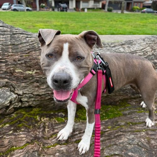 Tilly "Foster to Adopt"