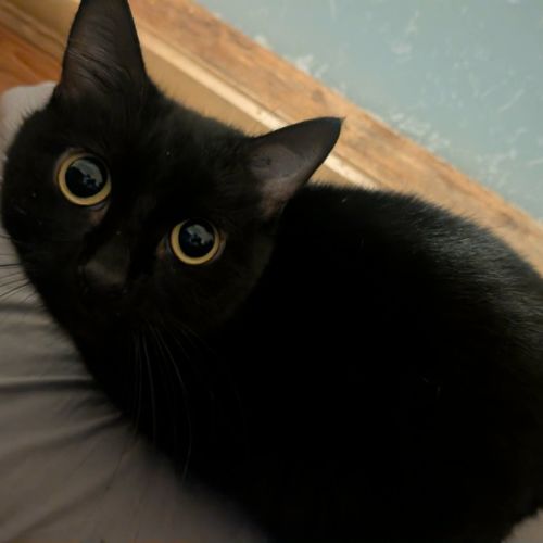 Ms Milo