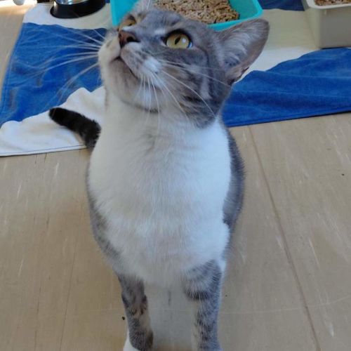 Nova