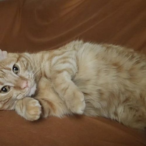 Toffee