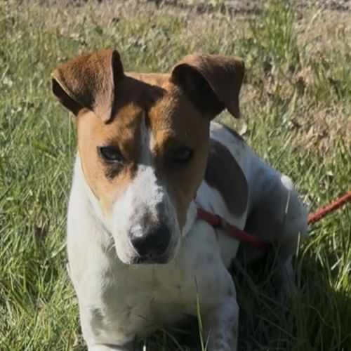 Roscoe