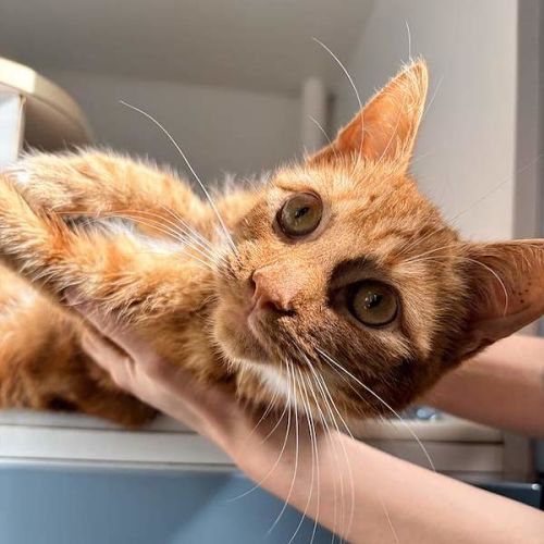 Opie