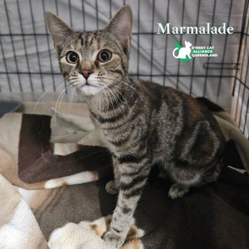 Marmalade