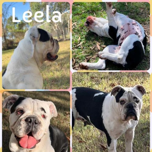 Leela