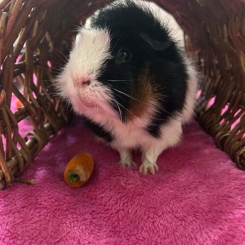 Gus