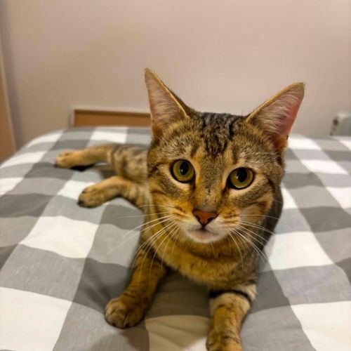 Dexter - In foster care in Bentleigh