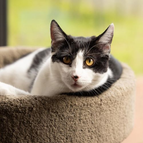Basil - In foster care in Cranbourne