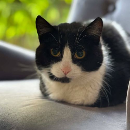 Pip - In foster care in Cranbourne