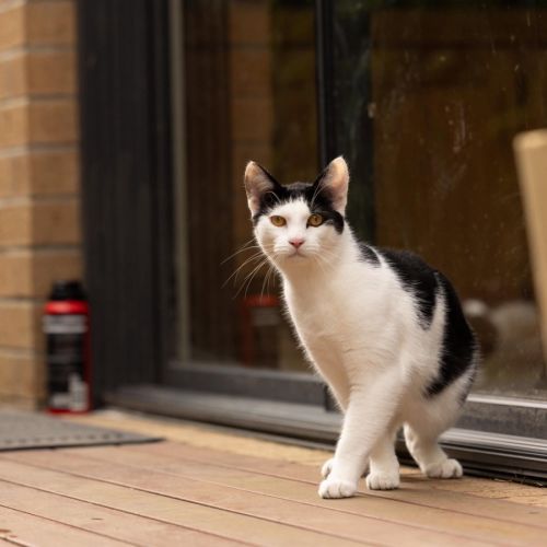 Chilli - In foster care in Cranbourne