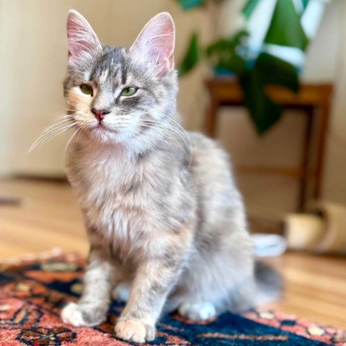 Dimity - In foster caer in Brunswick East