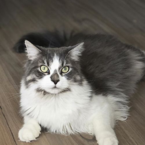 Master Earl Grey Meowington