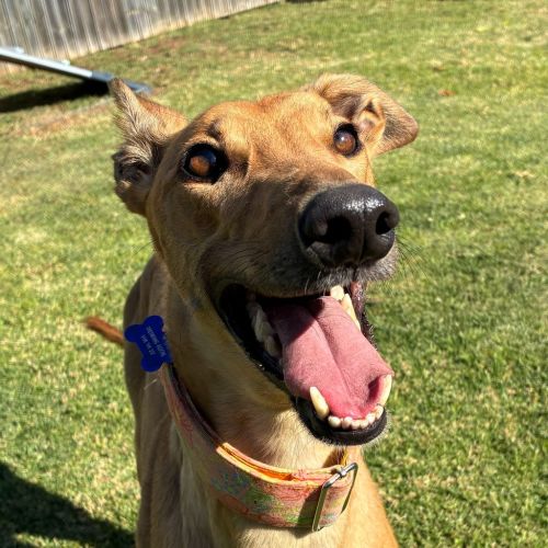 Eliana The Greyhound