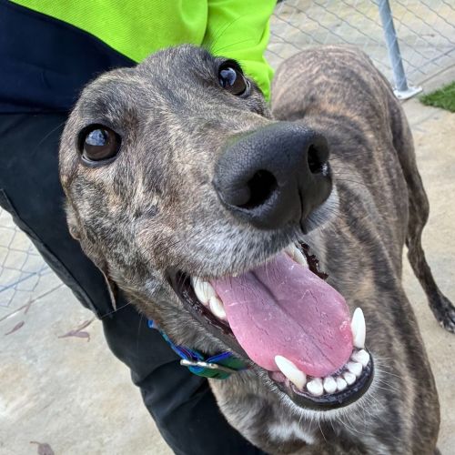 Nadja The Greyhound
