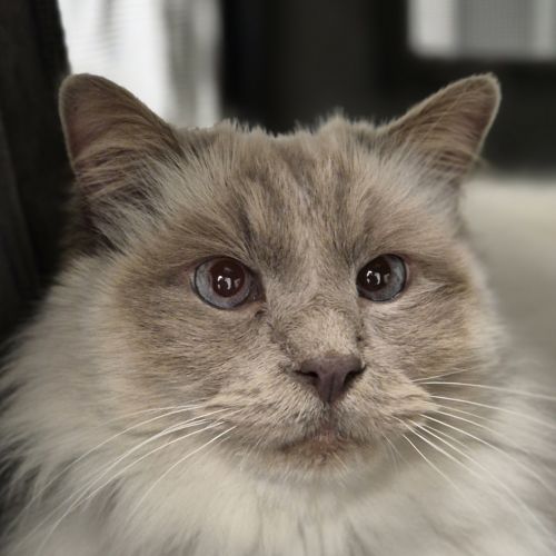 Leo