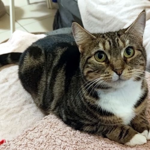 Bonnie STA014805