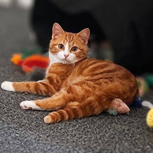 Garfield