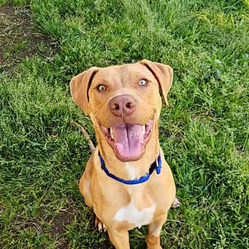 Scooby