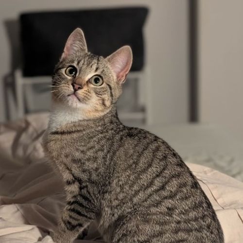 Artemis