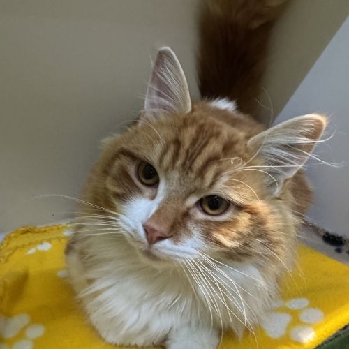 Garfield