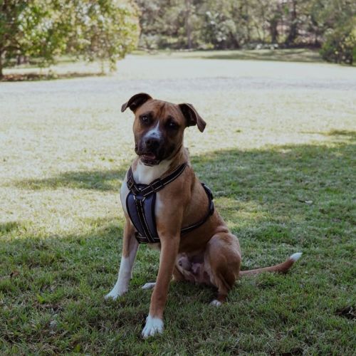 Broli *$350 Adoption Fee* 