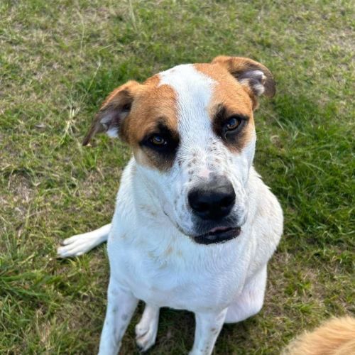 Peppa *$350 Adoption Fee* 