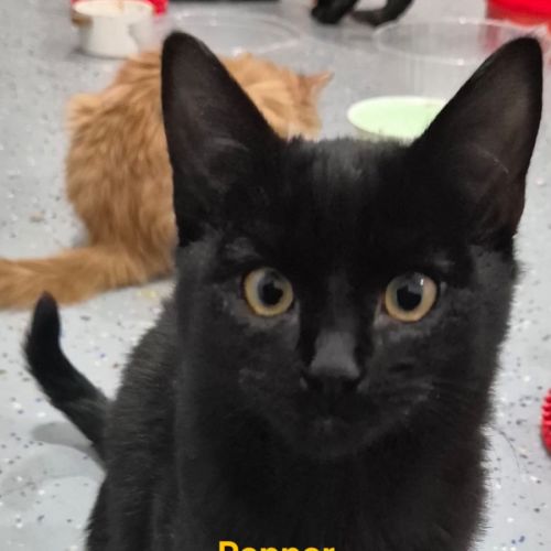 Pepper 