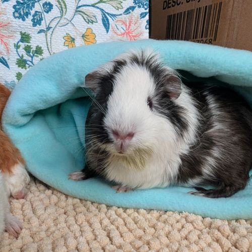 Oreo