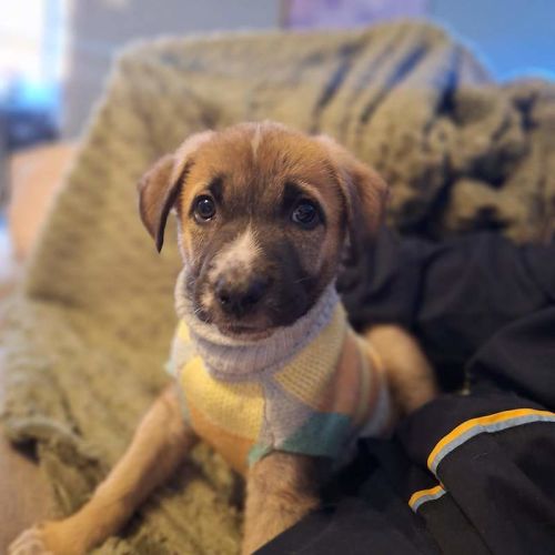 Milo