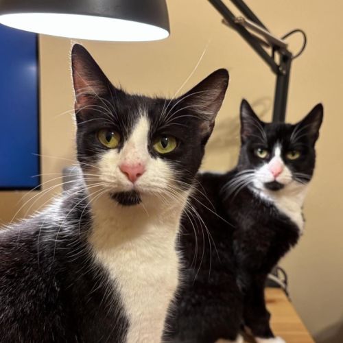 Lily & Delilah 