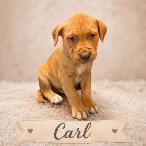 Carl