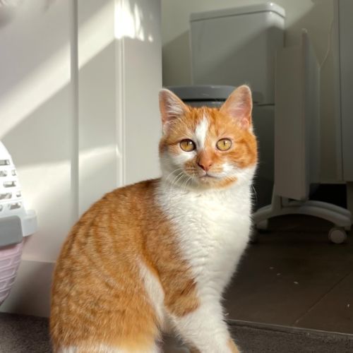 Marigold