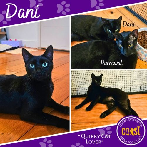 Dani