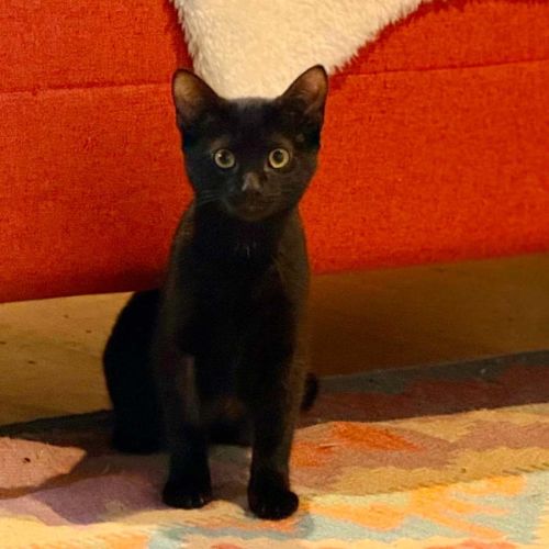 Sprout - In foster care in Brunswick East