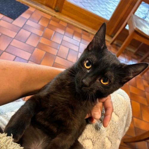 Onyx - In foster care in Eltham