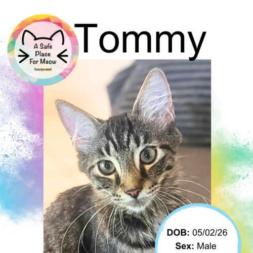 Tommy