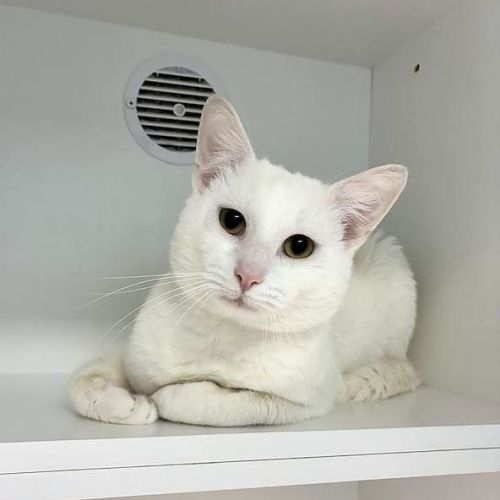 Feta