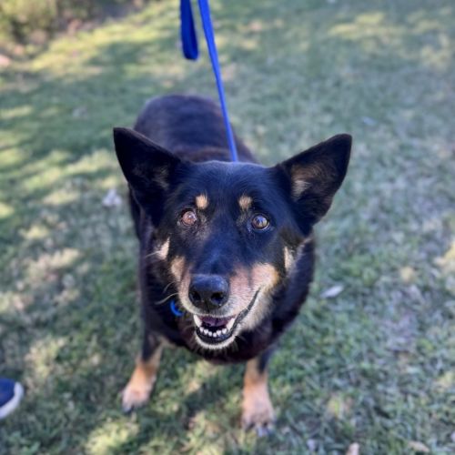Elly *$250 Adoption Fee* 