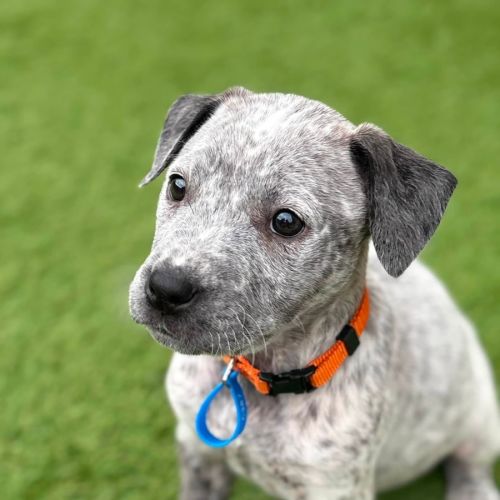 Kaylee