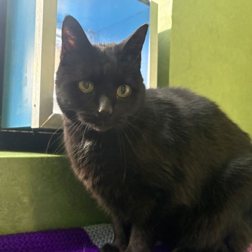 Queen Raven (bonded With Sir Basil)