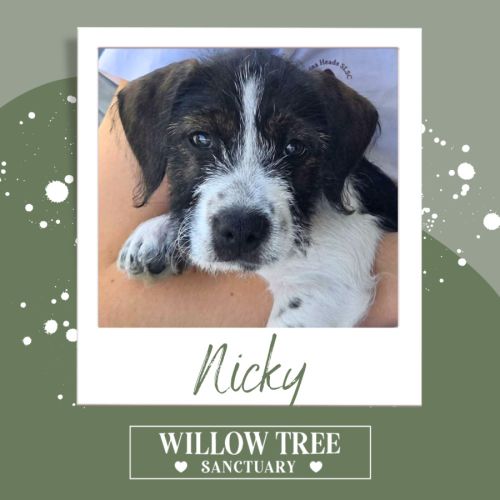 Nicky