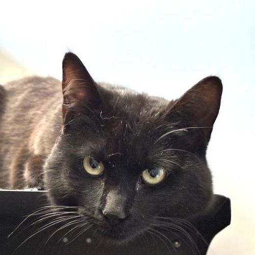 Frankie