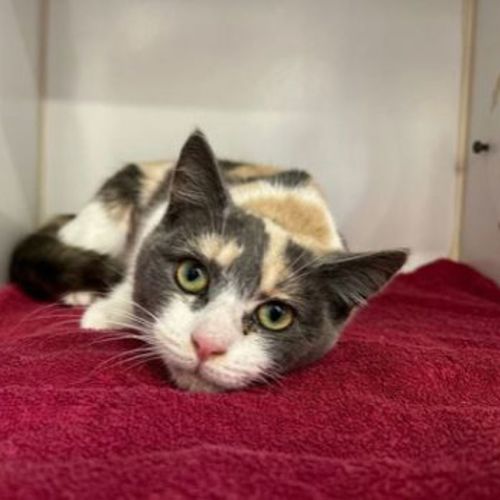 Winnie Boo