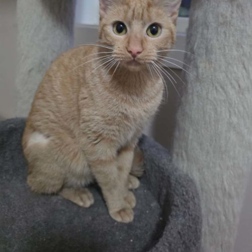 Nala meet me@petstock chelsea