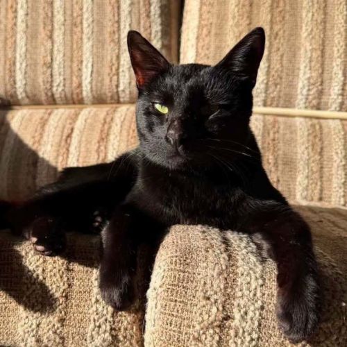 14412 – Bagheera