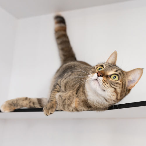 Nala