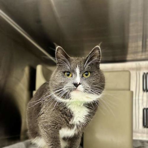 Gandalf