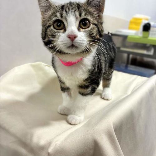 Rosie